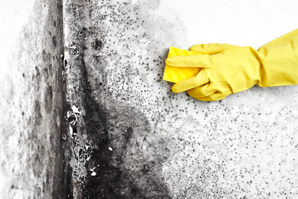 Best HVAC Mold Inspection and Cleaning  in Lebanon, TN