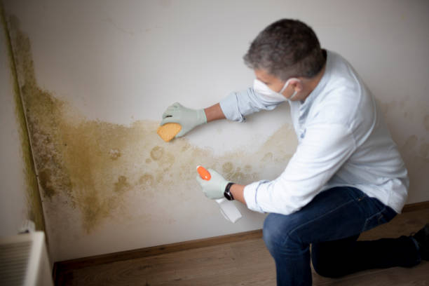Best Biohazard Mold Removal  in Lebanon, TN