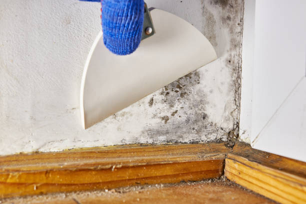 Best Commercial Mold Inspection  in Lebanon, TN